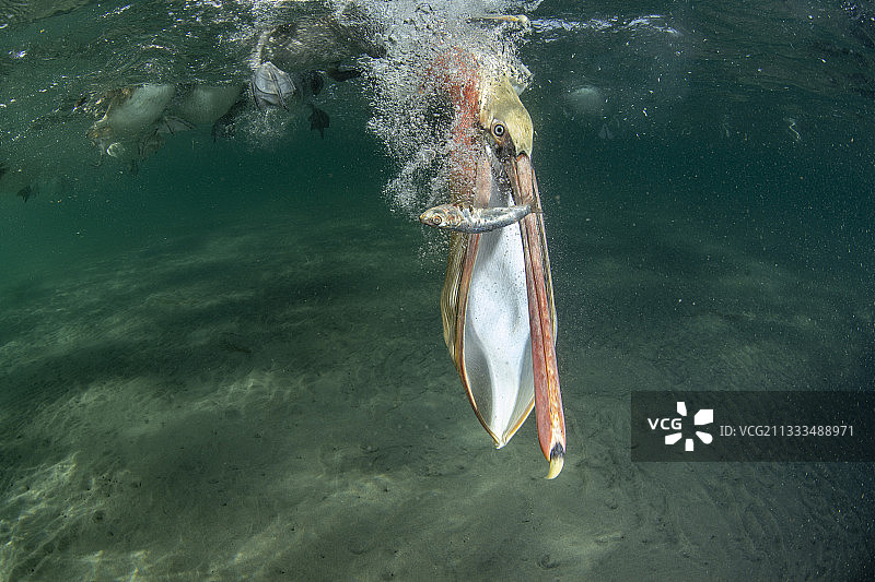棕色鹈鹕在水下觅食，东太平洋，墨西哥下加利福尼亚州马格达莱纳湾图片素材