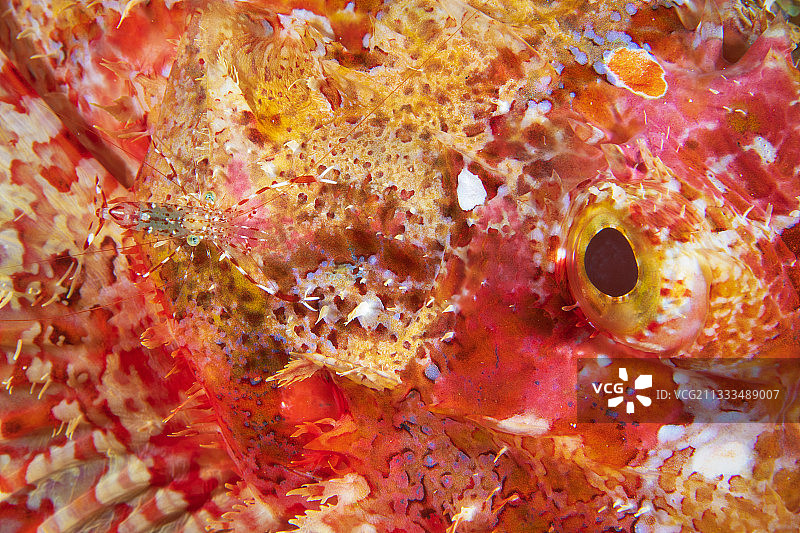 眼斑清洁虾与拟态蝎子鱼图片素材