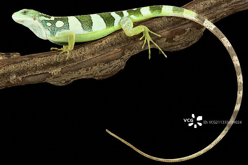 斐济带状鬣蜥图片素材