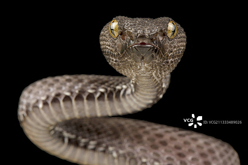 红树林蝮蛇图片素材