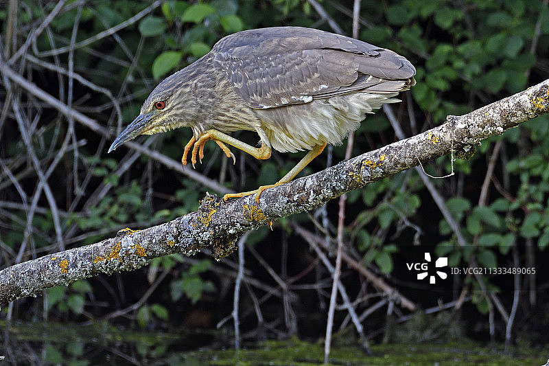 在罗纳河-莱茵河运河岸边捕猎的黑顶夜鹭幼鸟，法国图片素材