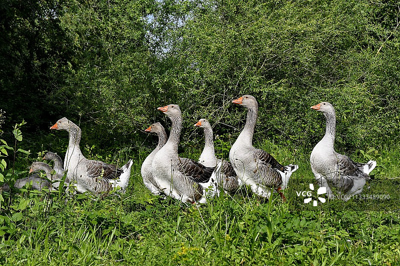 马尔科内池塘边的灰雁图片素材
