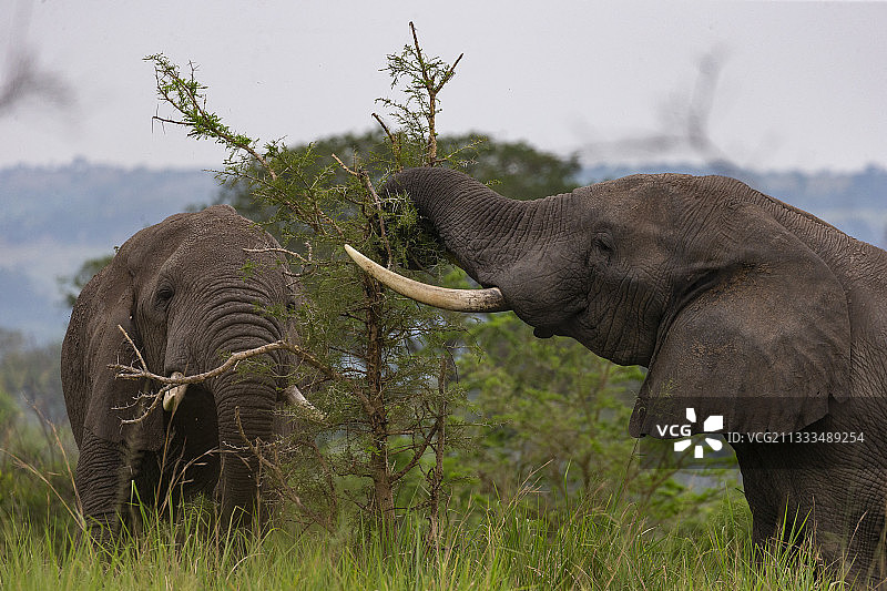 非洲象（非洲象属）聚集在雨季，在乌干达伊丽莎白女王国家公园西南部的伊沙沙放牧茂盛的草原图片素材