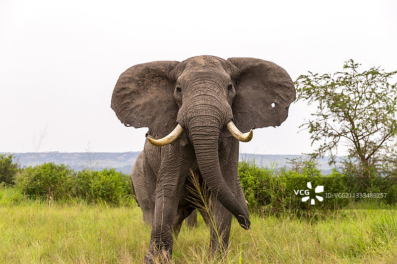 非洲象（非洲象属）聚集在雨季，在乌干达伊丽莎白女王国家公园西南部的伊沙沙放牧茂盛的草原图片素材