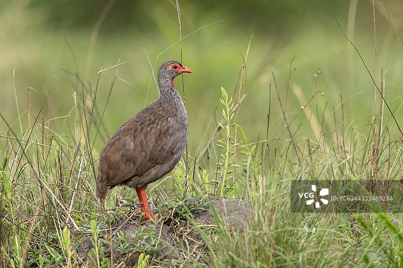 红颈距翅鹑，乌干达伊丽莎白女王国家公园图片素材