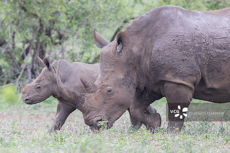 白犀牛母子在南非普马兰加省图片素材