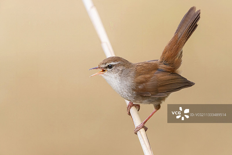 在意大利坎帕尼亚芦苇上唱歌炫耀的成年短尾莺图片素材