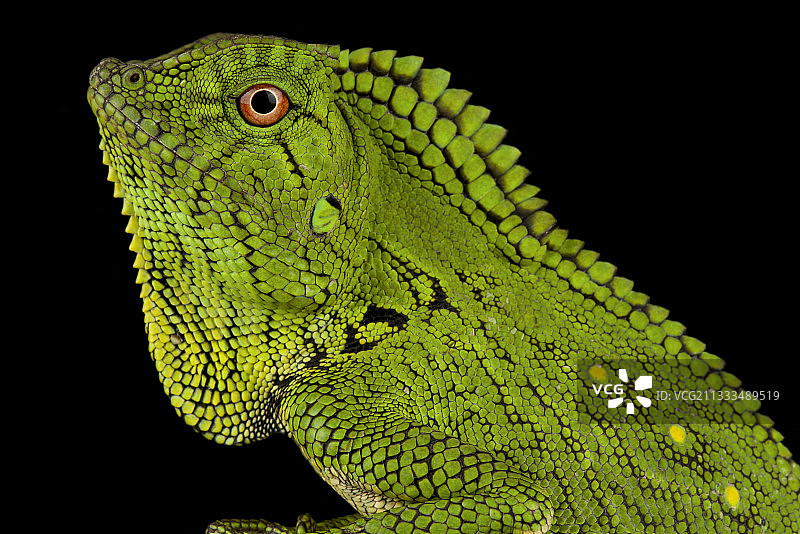 阿博特角蜥图片素材