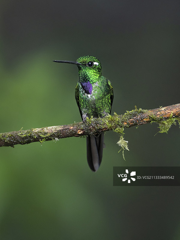 紫尖白尾蜂鸟，厄瓜多尔图片素材