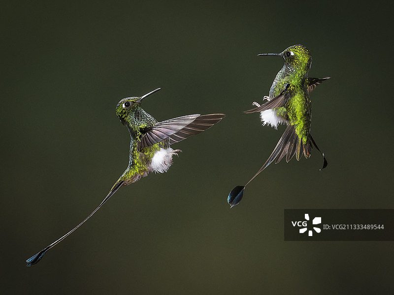 靴腿刀尾蜂鸟（Ocreatus underwoodii），两只雄性在厄瓜多尔对峙图片素材