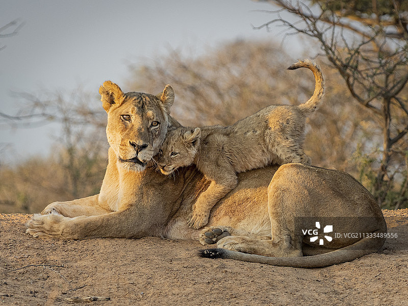 母狮和嬉戏的小狮子，南非卡拉哈里沙漠图片素材