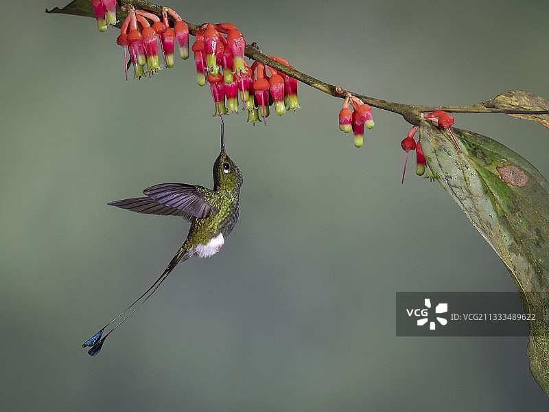 靴腿芒蜂鸟（Ocreatus underwoodii）在厄瓜多尔Tandallapa采食花朵图片素材