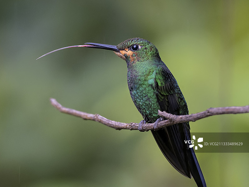 巴拿马奇里基高地的绿冠辉蜂鸟图片素材