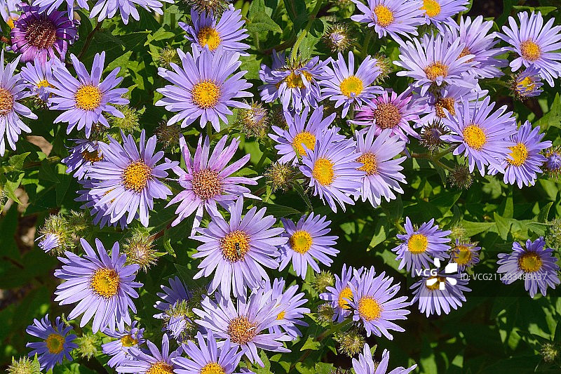 比利牛斯紫菀图片素材