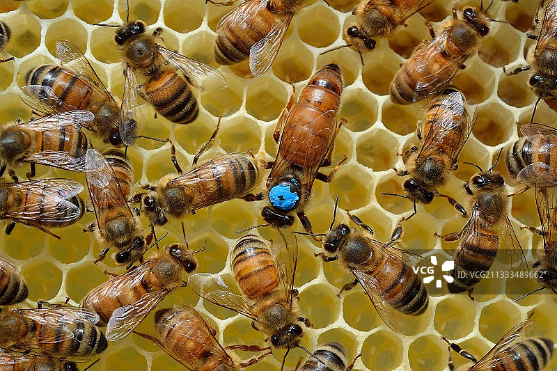 巴斯克地区拉卡里，工蜂簇拥蜂王产卵图片素材