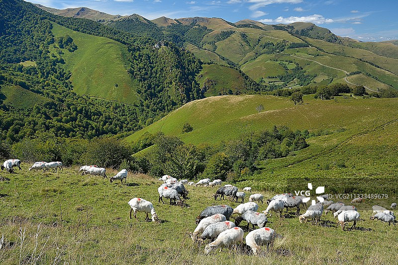 夏季的马内什母羊，黑头和红头，适应比利牛斯山脉陡峭地形的母羊：它们的牛奶用于制作奥索-伊拉蒂原产地命名奶酪，上苏莱，巴斯克地区，法国图片素材
