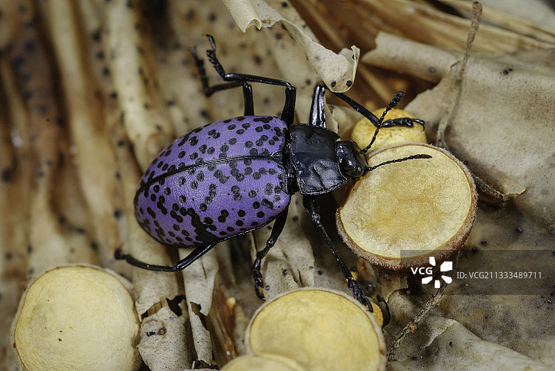吉比弗加州菌甲在亚利桑那州东南部食用鸟巢真菌图片素材