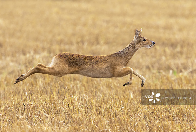 中华水鹿（Hydropotes inermis）雄性奔跑，英格兰图片素材