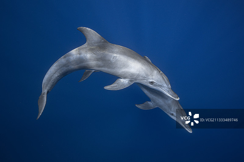 印度洋瓶鼻海豚（Tursiops aduncus），马约特岛泻湖图片素材