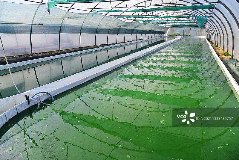 布列塔尼螺旋藻公司：富含蛋白质的食品补充剂图片素材