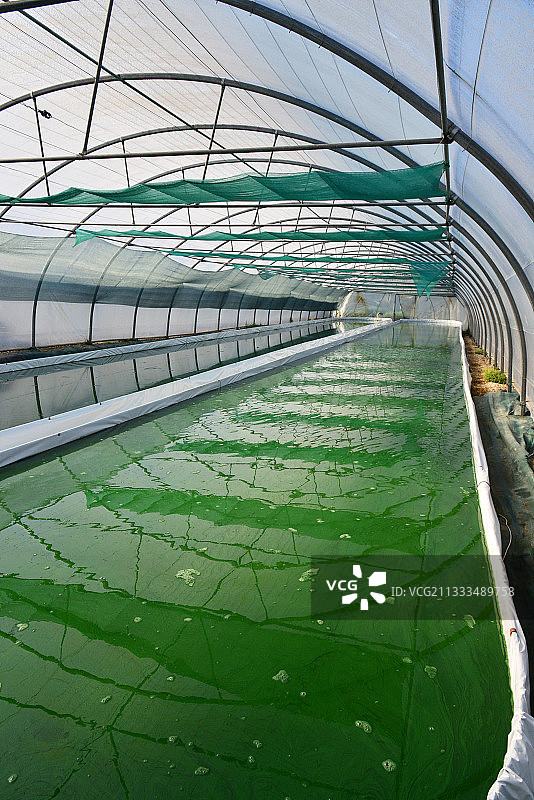 布列塔尼螺旋藻公司：富含蛋白质的食品补充剂图片素材