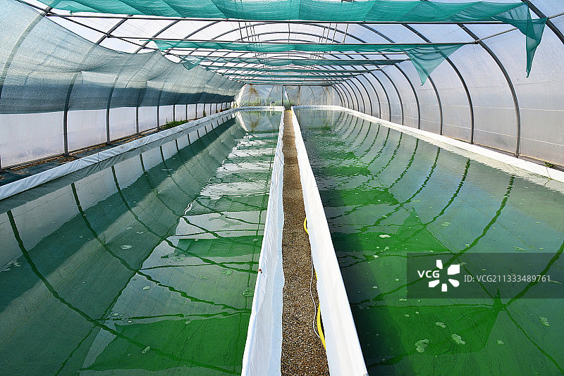 布列塔尼螺旋藻公司：富含蛋白质的食品补充剂图片素材