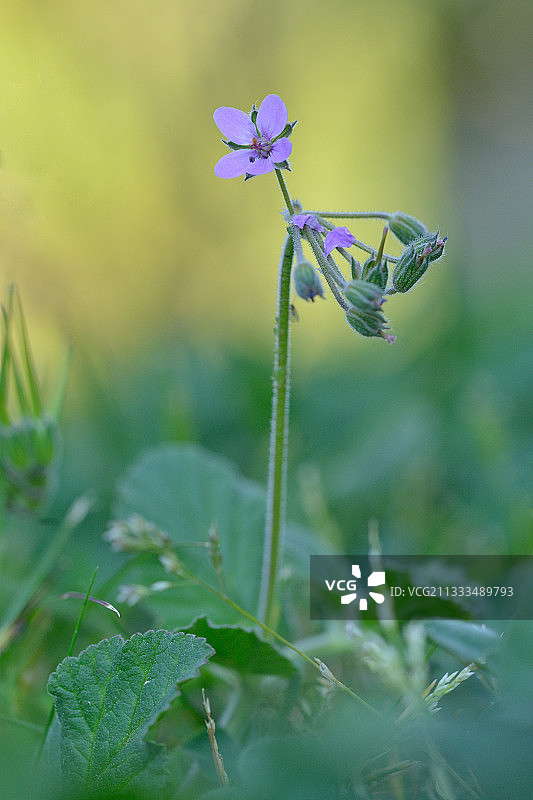 柔和的牻牛儿苗花，法国埃罗省图片素材