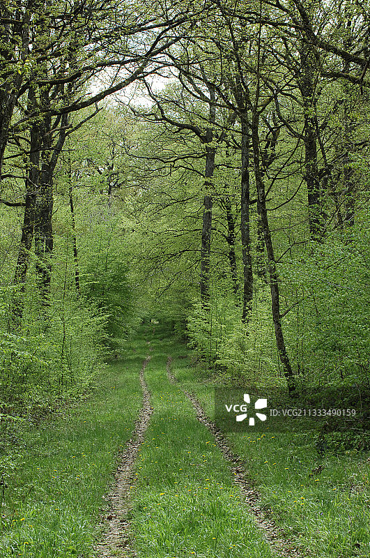 春季森林小径图片素材