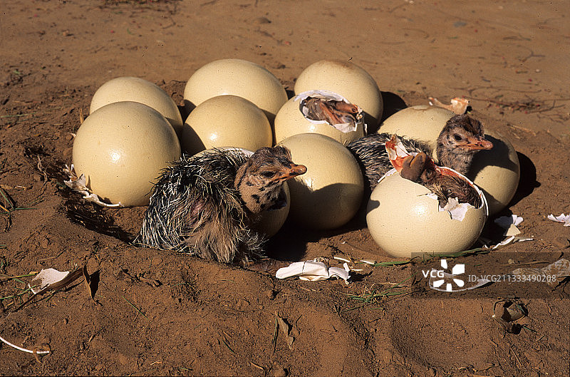 南非鸵鸟蛋孵化图片素材