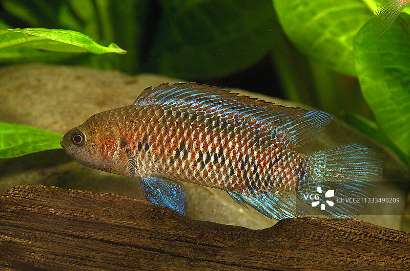 蓝 Badis 鱼 (Badis badis)图片素材