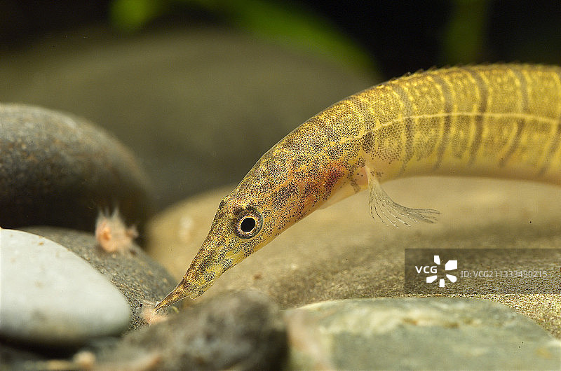水族箱中吃丰年虾的斑马棘鳅图片素材