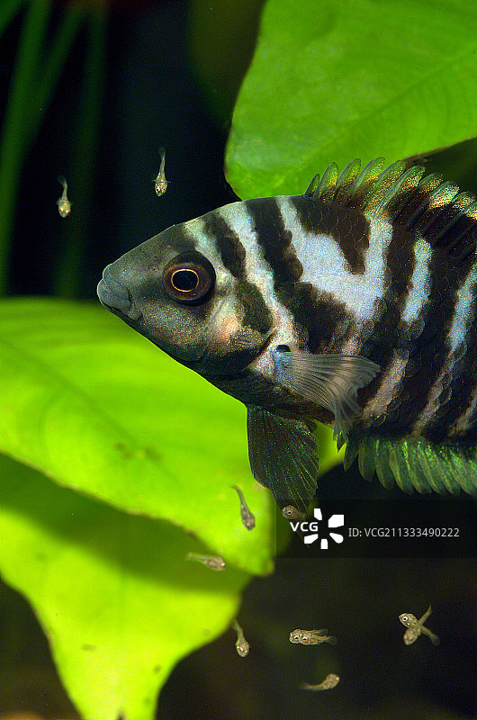 守护鱼苗的“巴拿马”成年九间始丽鱼图片素材