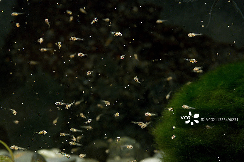 巴拿马罪犯鱼苗图片素材