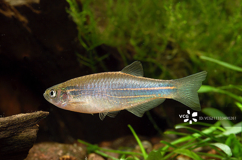 希卡里蓝黄斑马鱼图片素材