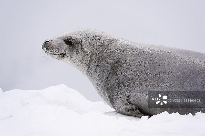 威廉敏娜湾冰面上的食蟹海豹图片素材
