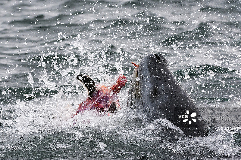南极洲彼得曼岛：海豹捕食巴布亚企鹅图片素材