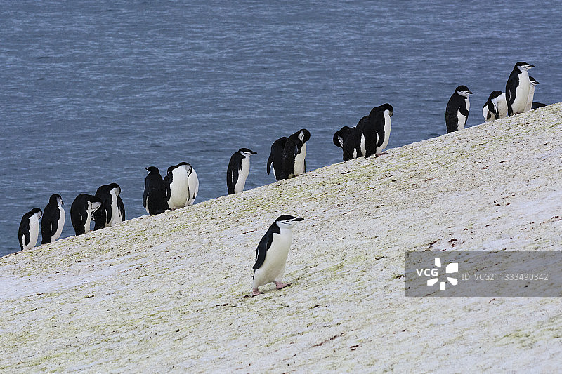 南极半月岛上的帽带企鹅图片素材