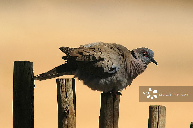 非洲南部杆子上的哀鸽图片素材