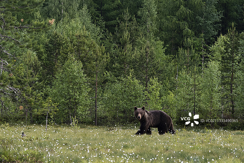 芬兰库赫莫的欧洲棕熊在草地行走图片素材