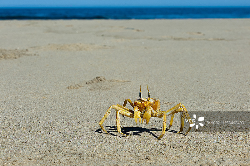 幽灵蟹，纳米比亚骷髅海岸国家公园图片素材