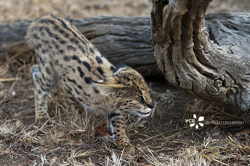 年轻薮猫，圈养，南非卡帕马禁猎区濒危物种中心图片素材