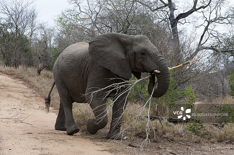 非洲象，卡帕马禁猎区，南非图片素材