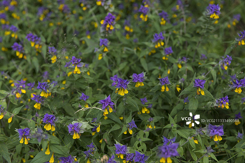 萨列马岛黄花图片素材