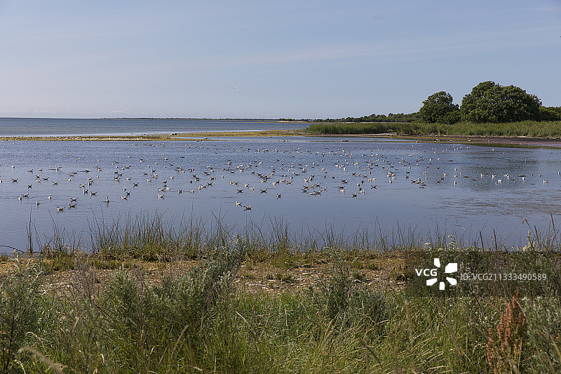 萨列马岛维尔桑迪国家公园的海岸沼泽，爱沙尼亚图片素材