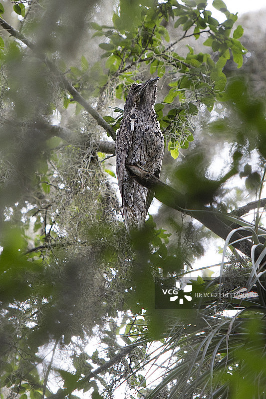 多米尼加共和国树枝上的北美林鸱图片素材
