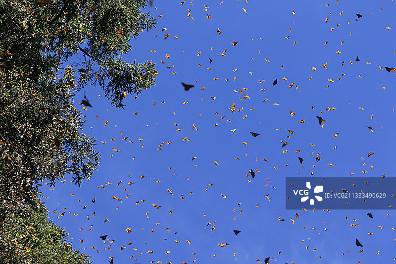 飞行中的帝王蝶，墨西哥埃尔罗萨里奥保护区图片素材