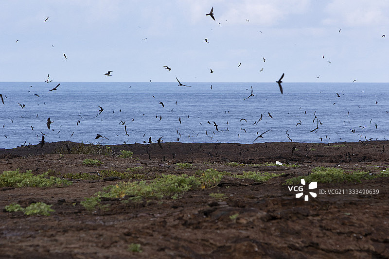 加拉帕戈斯群岛热诺韦萨岛的楔尾海燕群图片素材
