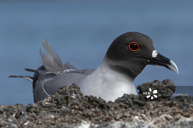 加拉帕戈斯群岛热诺韦萨岛岩石上的燕尾鸥图片素材