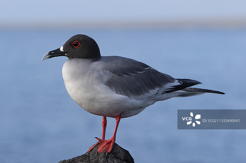 岩石上的叉尾鸥（加拉帕戈斯群岛南广场岛）图片素材