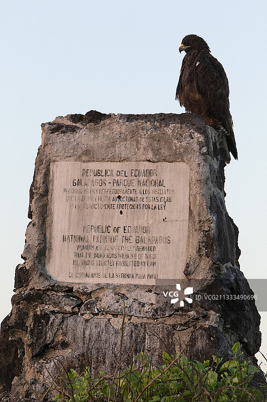 西班牙岛岩石上的加拉帕戈斯鹰图片素材